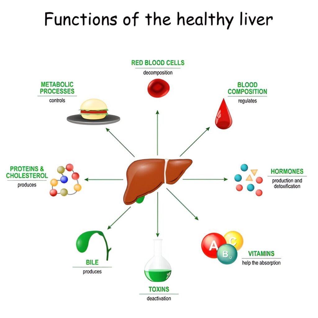 Liver Functions