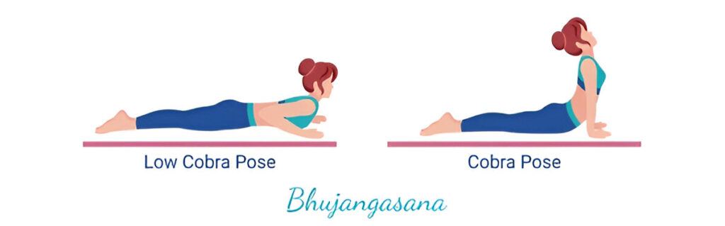 What is Bhujangasana