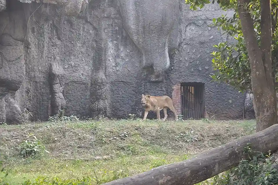 Lion enclosure at the Alipore Zoological Garden