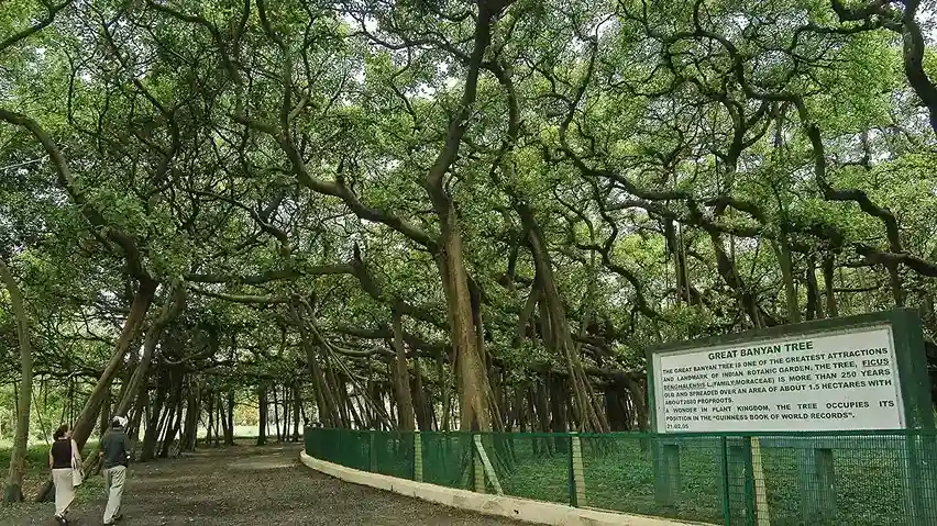 Banyan Tree in Botanic Garden Kolkata
