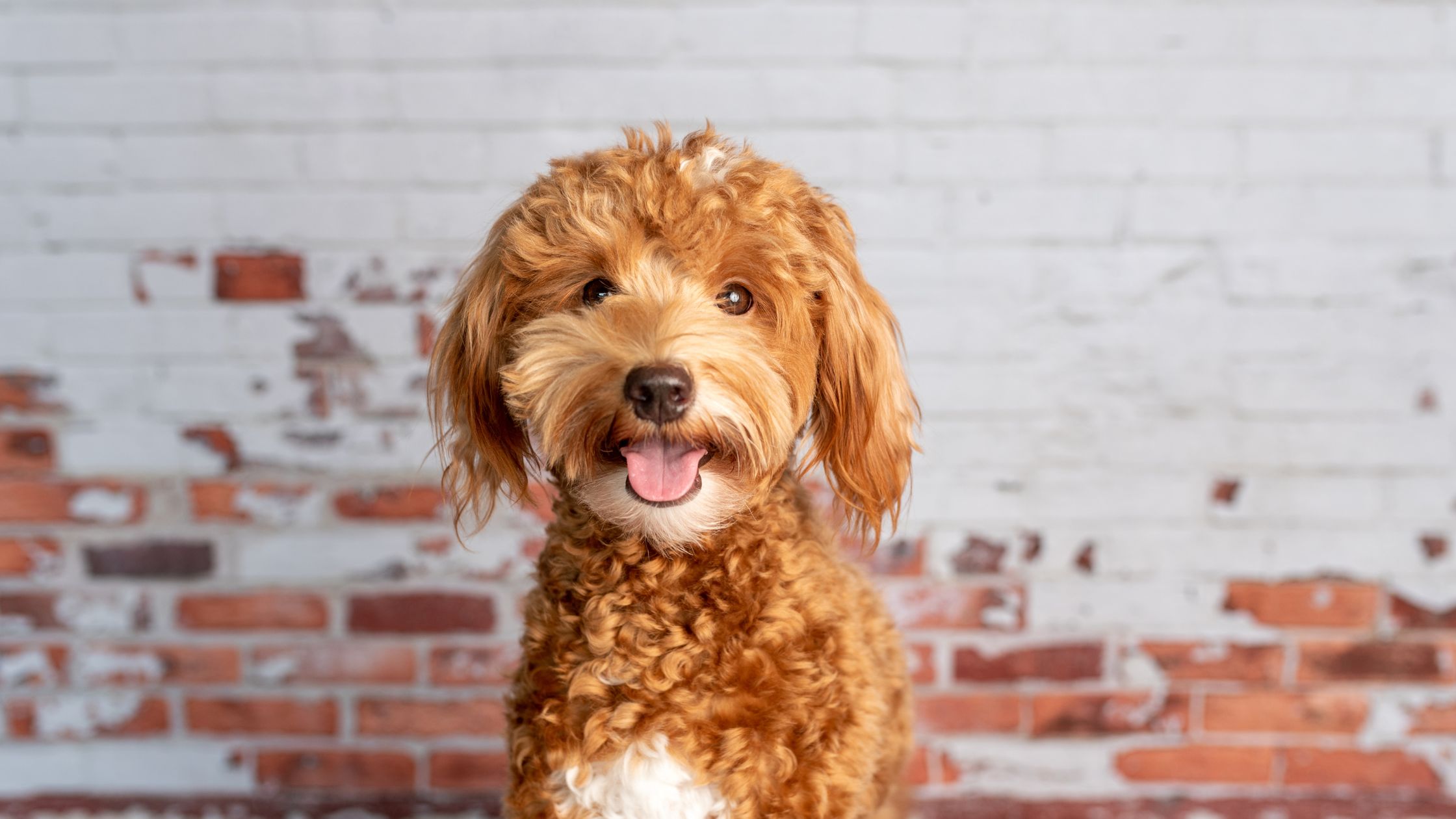 Goldendoodle-Breeder