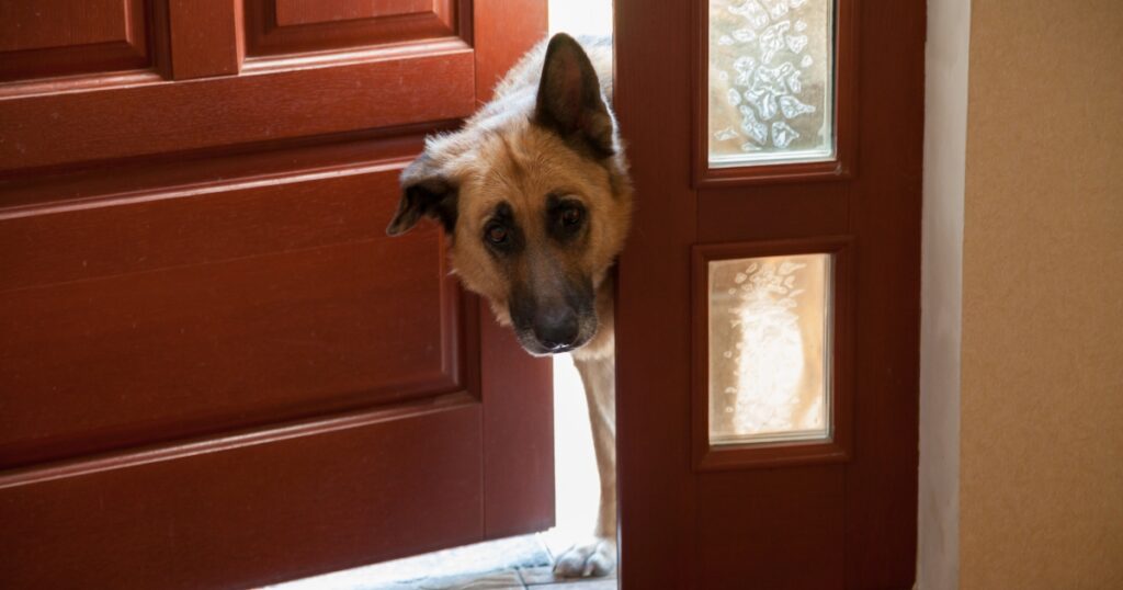 dog scratching at the door