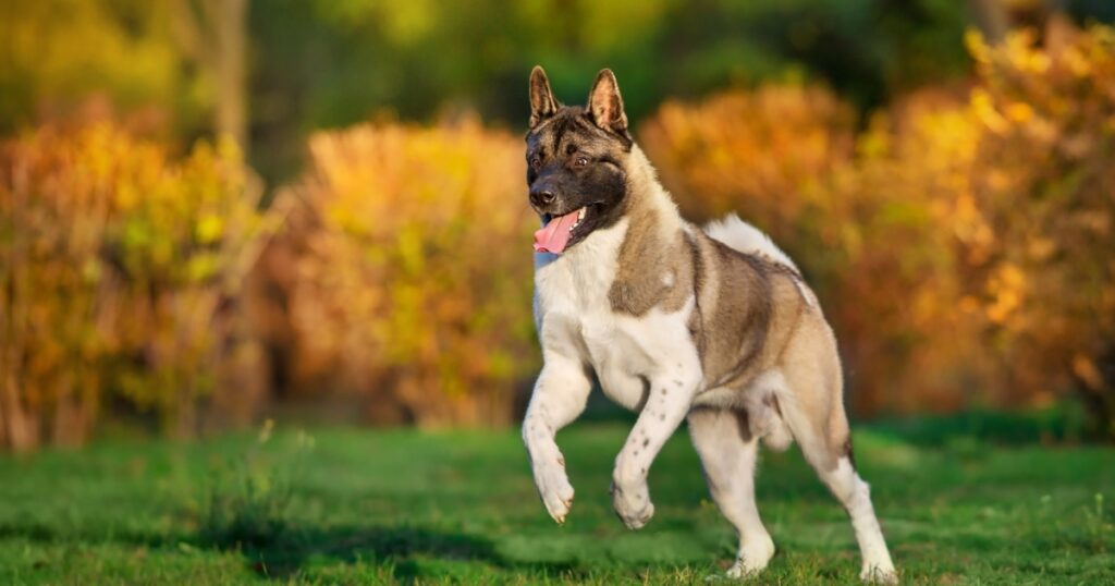 American Akita Puppy