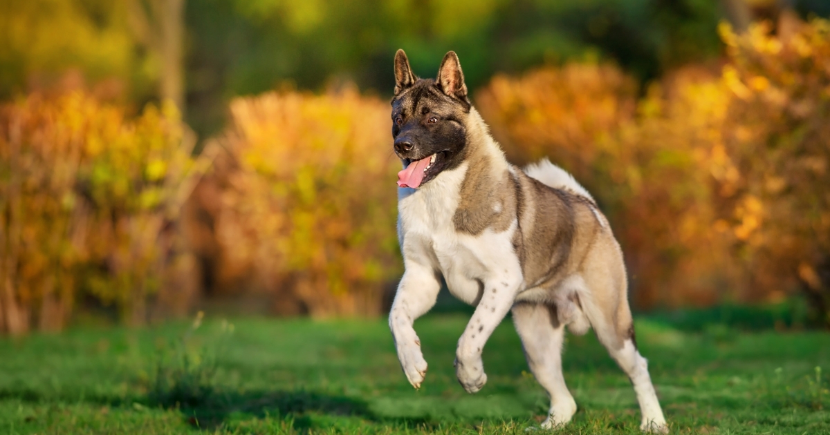 How to Train an American Akita Puppy: A Step-by-Step Guide